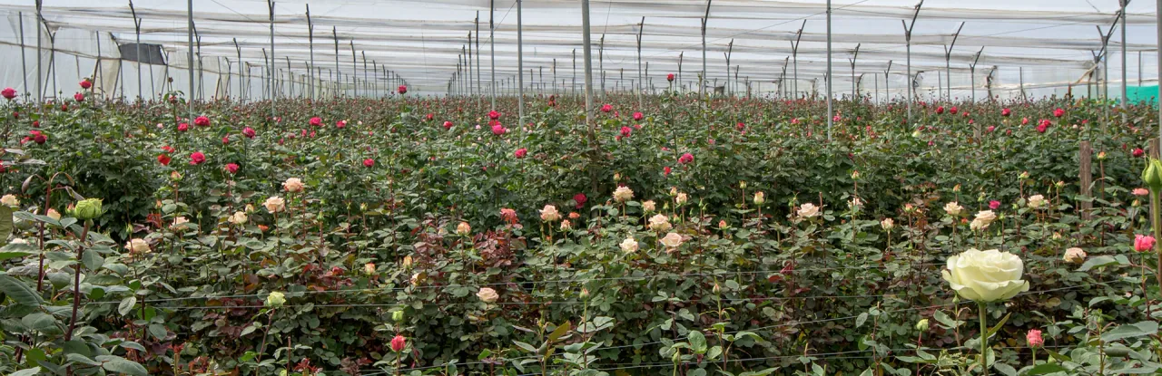 Panoramic view of rose cultivation under greenhouse cover